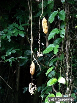  lianes Oeil de Boeuf , Mucuna urens