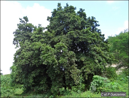 Sapotillier Manilkara zapota