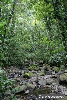 Ravine affluente de la ravine Mangle