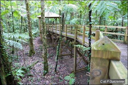 Passerelle de découverte de la forêt humide