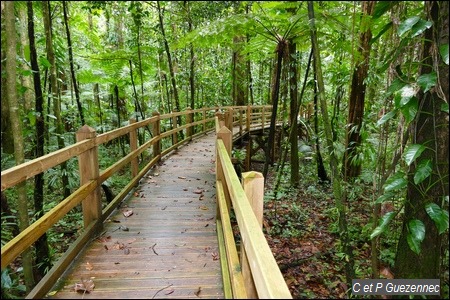 Passerelle de découverte de la forêt humide