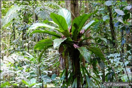 Siguine rouge,  Anthurium hookeri