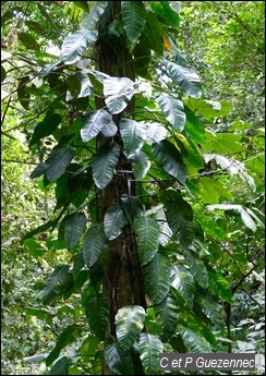 Liane Grand Bois, Philodendron lingulatum