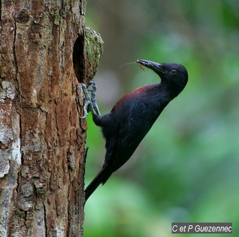 Pic de Guadeloupe (Melanerpes herminieri)