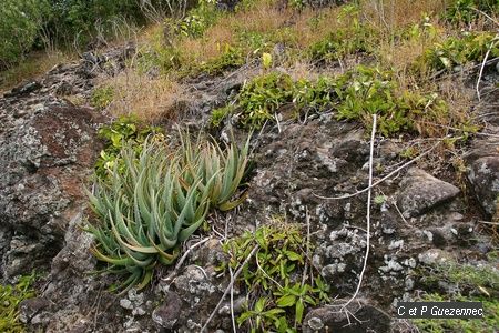 aloes, herbes mal-tête 