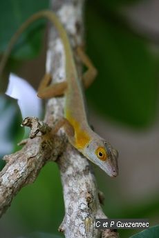 Anolis endémique des Saintes 