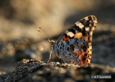 Papillon Belle-Dame 