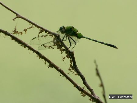 Libellule Erythemis vesiculosa