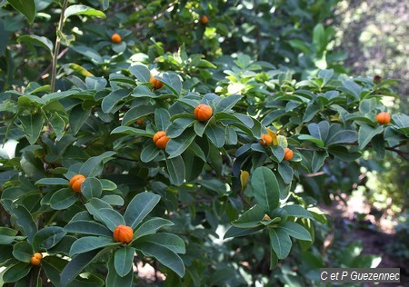 Prune-Café Bunchosia glandulosa