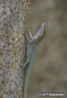 Anolis endémique des Saintes. Anolis terraealtae