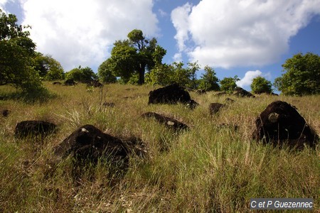 Savane herbeuse parsemé de roches