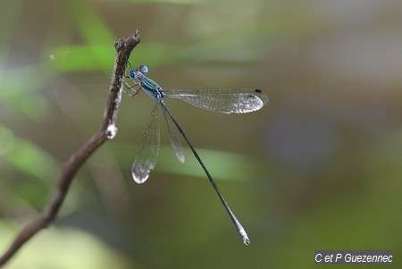 Lestes tenuatus