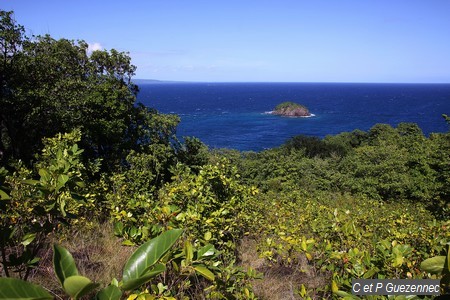 Vue de l'îlet Le Pâté, depuis la savane 