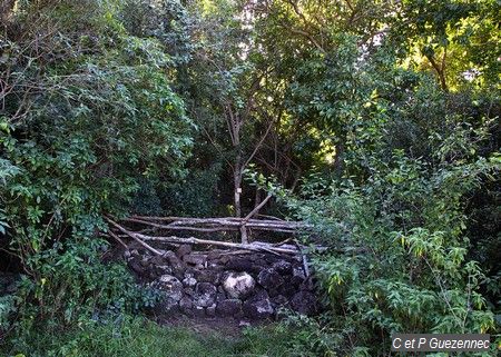 Point d'entrée dans la forêt 