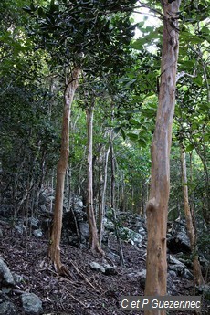 Bois d'Inde - Pimenta racemosa