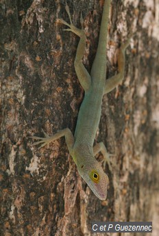 Anolis endémique des Saintes. Anolis terraealtae