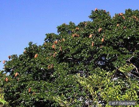 Arbre Courbaril avec ses gousses