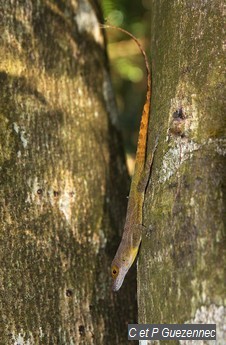 Anolis endémique des Saintes. Anolis terraealtae