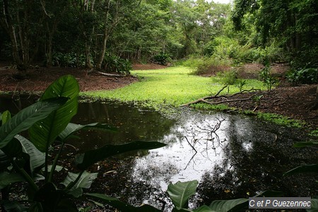 Laitue d'eau sur l'Etang