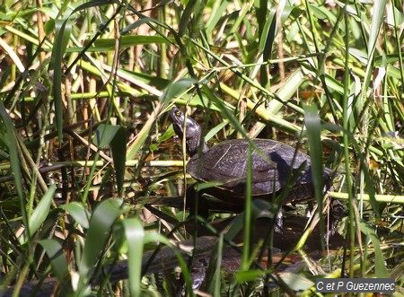 Tortue - Trachemys stejnejeri