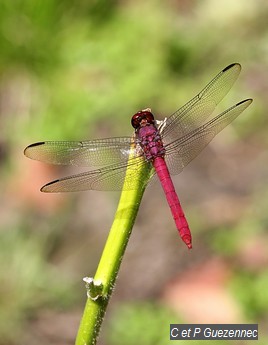 Libellule Orthemis Macrostigma