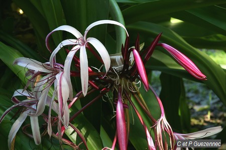 Lis rouge-Crinum amabile