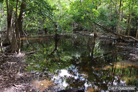 Mare aux cachimans