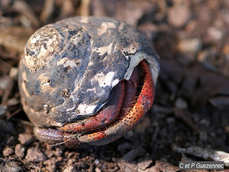 Bernard l'Hermite, Coenobita clypeatus