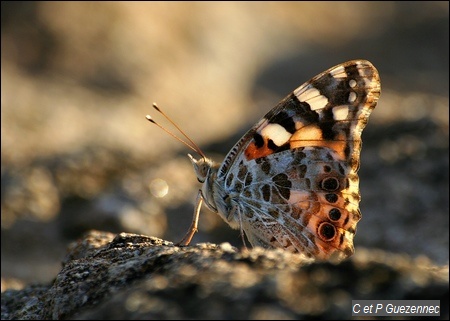 Papillon Belle-Dame. Vanessa cardui.