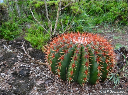 Cactus Tête à l'Anglais, Melocactus intortus