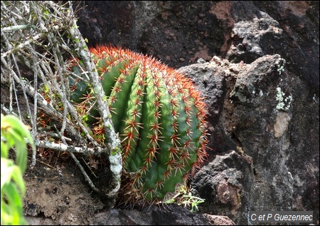 Cactus Tête à l'Anglais, Melocactus intortus