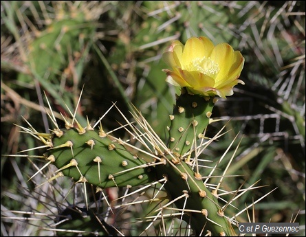 Fleur de Cactus Raquette Volante, Opuntia triacantha