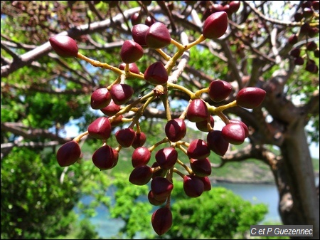 Gommier Rouge avec fruits, Bursera simaruba