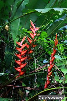 Balisiers rouges