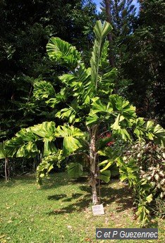 Aiphanes aculeata du Jardin de Beauvallon