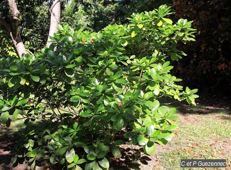 Gardenia taitensis du jardin de Beauvallon