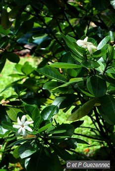 Gardenia taitensis du jardin de Beauvallon