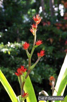 Hohenbergia stellata du Jardin de Beauvallon  