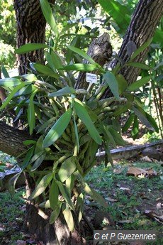 Schomburgkia tibicinis du Jardin de Beauvallon