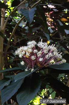 Clerodendrum quadriloculare du Jardin de Beauvallon