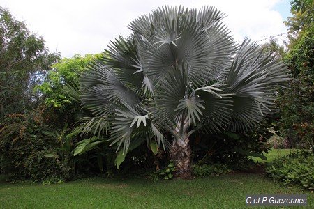 Bismarckia nobilis, du Jardin de Beauvallon 