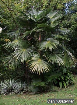 Coccothrinax barbadensis du Jardin de Beauvallon