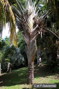 Arbre du voyageur du Jardin de Beauvallon