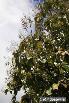 Tectona grandis du jardin de Beauvallon