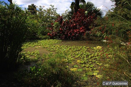 Le grand bassin du Jardin de Beauvallon