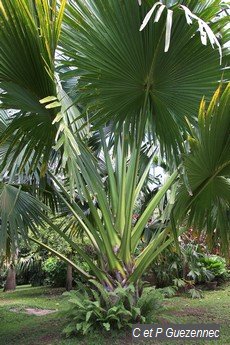 Corypha umbraculifera du Jardin de Beauvallon