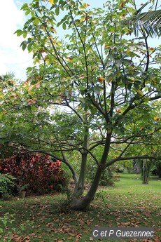 Bombax ellipticum du Jardin de Beauvallon