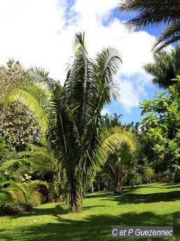 Attalea cohune du jardin de Beauvallon