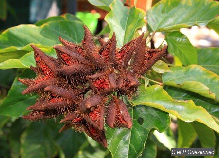 Bixa orellana, du Jardin de Beauvallon