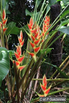 Heliconia wagneriana, du Jardin de Beauvallon